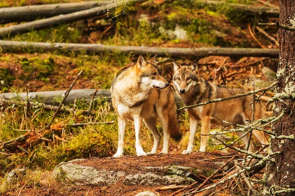 Lobo Euroasiático Canis Lupus Lupus Esperando Resto Manada —  Fotos de Stock