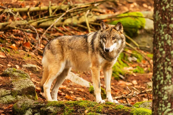 Retrato Lobo Euroasiático Canis Lupus Lupus Bosque Finales Invierno —  Fotos de Stock