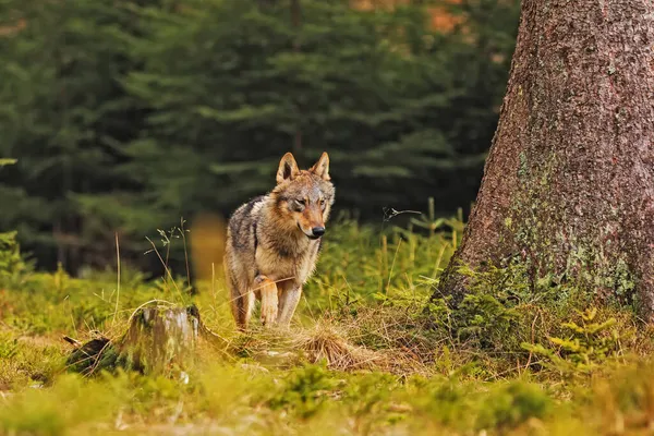 Lobo Euroasiático Canis Lupus Lupus Tropezando Bosque Cerca Presa Mirando — Foto de Stock