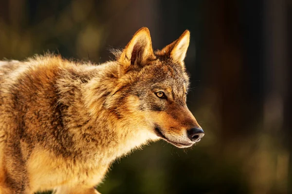欧亚大陆的雄性狼 金丝雀狼 日落时被太阳照射的非常接近的肖像 — 图库照片