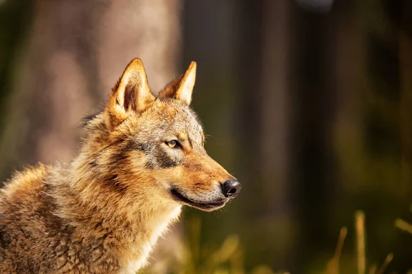 Lobo Euroasiático Canis Lupus Lupus Buen Retrato Muy Cerca —  Fotos de Stock