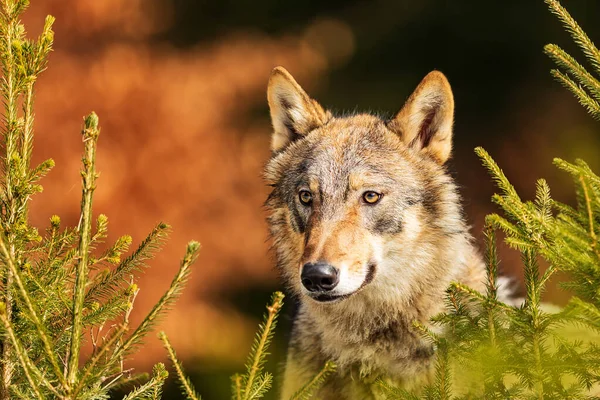 Lobo Euroasiático Canis Lupus Lupus Hermoso Retrato Entre Las Ramas —  Fotos de Stock