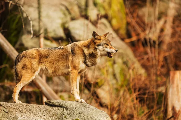 Mannelijke Euraziatische Wolf Canis Lupus Lupus Staand Een Grote Rots — Stockfoto