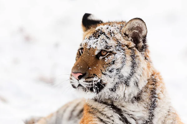 Sibirya erkek kaplanı Panthera Tigris Tigris 'in tüm kafası karla kaplı.