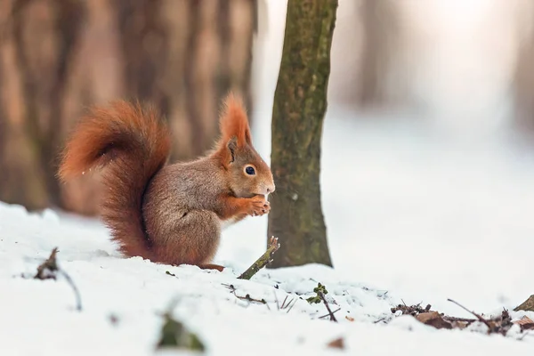 지대에 유라시아붉은 다람쥐 Sciurus Vulgaris — 스톡 사진