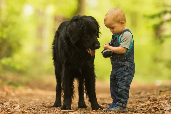 Küçük Çocuk Köpek Siyah Hovawart Ormanın Ortasında Duruyorlar — Stok fotoğraf