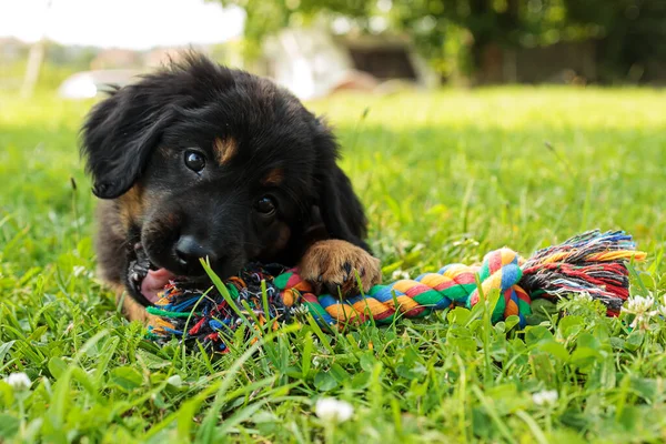 Köpek yavrusu Hovawart siyah ve altın ipte düğümle oynar