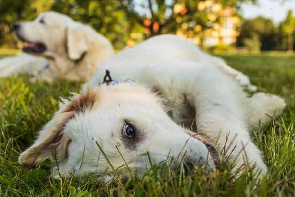 Cão Pastor Inglês Velho Que Está Na Grama Foto de Stock - Imagem