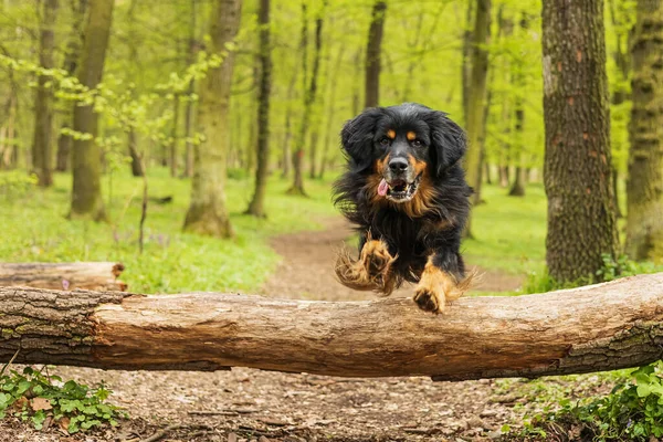 Hovawart Schwarz Gold Fliegt Mit Weitem Sprung Über Einen Stamm — Stockfoto