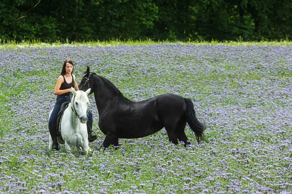 Genç bir kadın beyaz bir ata biner ve siyah bir Frizyalı 'ya yol gösterir.