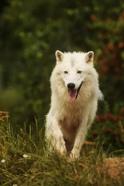Αρκτικός Λύκος Canis Lupus Arctos Μοιάζει Σαν Χαμογελάει — Φωτογραφία Αρχείου