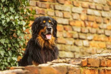 Hovawart siyah ve altın, kırmızı tuğla bir duvara karşı fotoğraflandı.