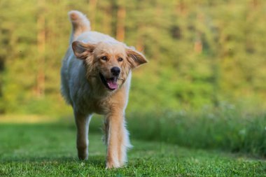 Altın Hovie kucağa koşuyor