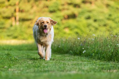 Altın Hovie seni selamlamak için koşuyor.