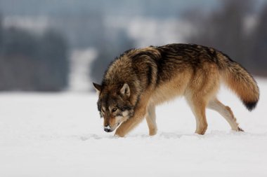Gri Kurt (Canis lupus) karda avın izini arıyor