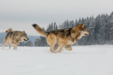 Gri Kurt (Canis lupus) erkek karda koşuyor