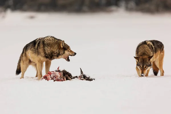 Szürke Farkas Canis Lupus Támadó Másik Férfi Erőszakosan Fogak Nélkül — Stock Fotó