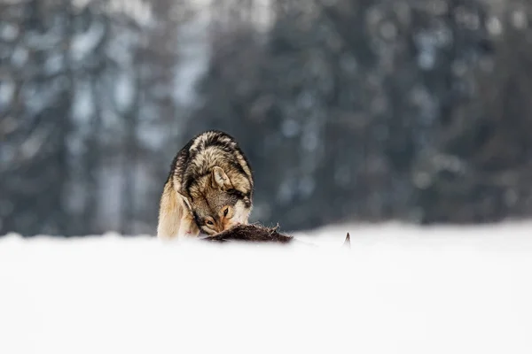 Lobo Gris Canis Lupus Arranca Carne Presa Muerta Paisaje Nevado —  Fotos de Stock