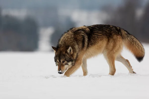 Lobo Gris Canis Lupus Buscando Rastro Presa Nieve —  Fotos de Stock