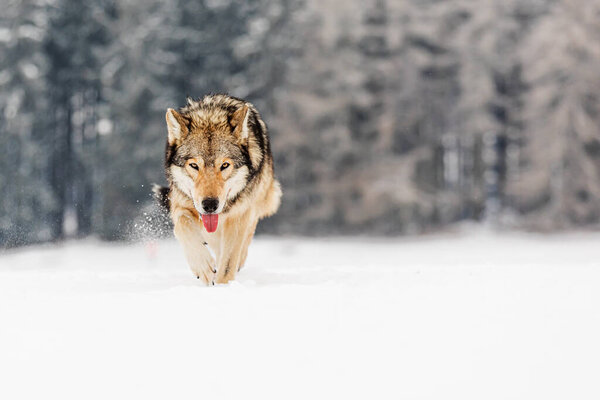 Gray wolf (Canis lupus) is very dangerously close in the deep snow