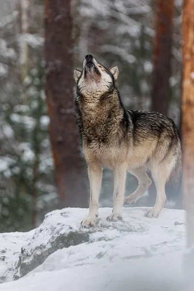 Gri Kurt Canis Lupus Ulumaya Hazırlanıyor — Stok fotoğraf