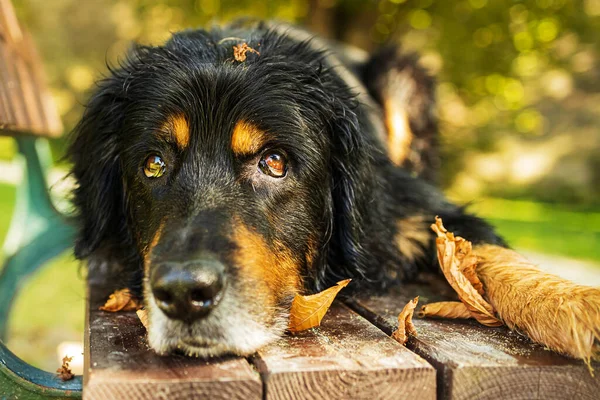 Hovawart Schwarz Goldenes Porträt Beobachtend Wie Die Trockenen Blätter Auf — Stockfoto