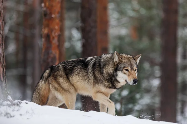 Grauwolf Canis Lupus Allein Winterwald — Stockfoto