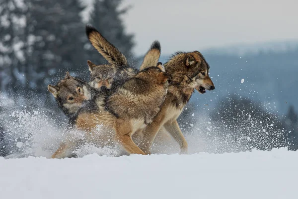 Lobo Gris Canis Lupus Peleando Nieve —  Fotos de Stock