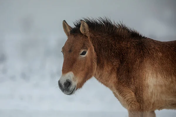 Przewalski Equus Ferus Przewalskii Mongol Vadló Vagy Dzungáriánus — Stock Fotó