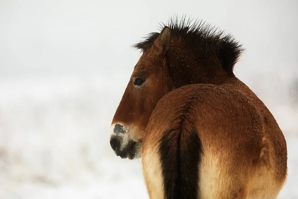 Przewalski Equus Ferus Przewalskii Mongol Vadló Vagy Dzungáriánus — Stock Fotó