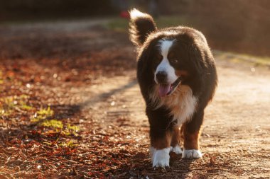 Bernese Dağ Köpeği yavaş adımlarla yaklaşıyor