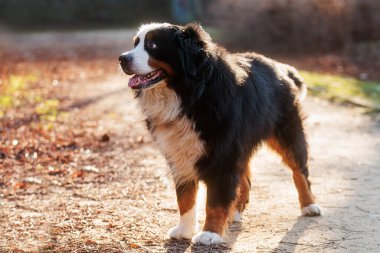 Bernese Dağ Köpeği karşı ışıkta yol kenarında duruyor.