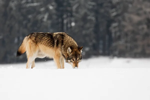 Lobo Gris Canis Lupus Olfateando Huellas Solitarias Nieve —  Fotos de Stock