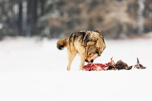 Gray Wolf Canis Lupus Guards His Hoof Sets His Teeth — 图库照片