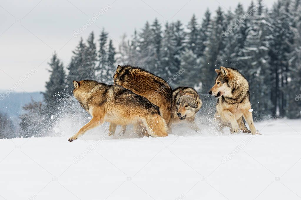 gray wolf (Canis lupus) the pack frolics in the snow