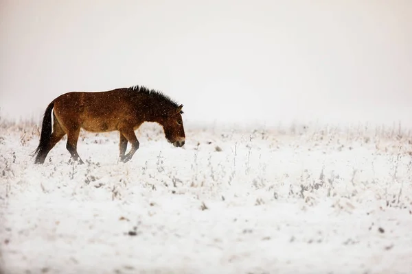 Caballo Przewalski Equus Ferus Przewalskii Caballo Salvaje Mongol Caballo Dzungariano —  Fotos de Stock