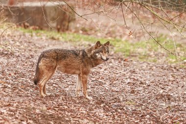 Avrasya Kurdu (Canis lupus) tek başına ayakta duruyor
