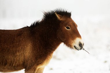 (Equus ferus przewalskii), Moğol vahşi atı veya Dzungarian atı,