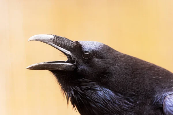 Corbeau Commun Corvus Corax Gros Plan Une Tête Hurlante — Photo