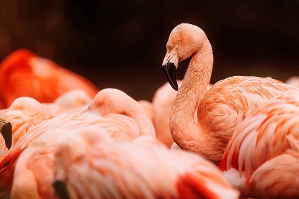Nice American Flamingo Phoenicopterus Ruber One Flock Has His Head — стокове фото