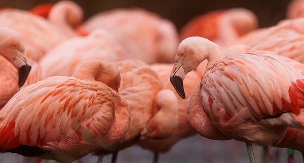 American Flamingo Phoenicopterus Ruber Red Detail Flock — стокове фото