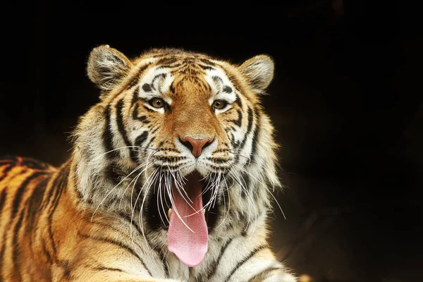 Tigre Siberiano Panthera Tigris Tigris Retrato Cerca Bosteza —  Fotos de Stock
