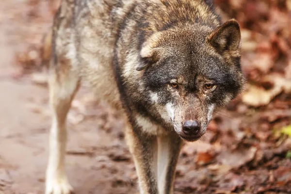 Lobo Euroasiático Canis Lupus Lupus Tiene Una Oreja Magullada Por —  Fotos de Stock