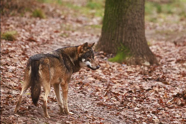 Lobo Euroasiático Canis Lupus Lupus Observando Algo Intensamente — Foto de Stock