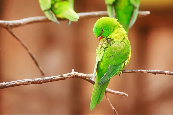 Schuppenbrustlorikeet Trichoglossus Chlorolepidotus Sitzt Auf Einem Ast — Stockfoto