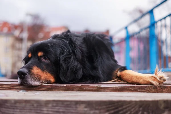 青の手すりを背景にした犬のホバーワートゴールドとブラックレスト — ストック写真