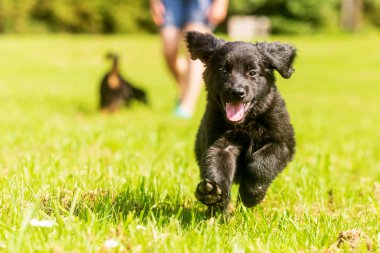 Köpek Hovawart Gold ve Black Puppy oynamak ve çimlerde koşmak istiyor.