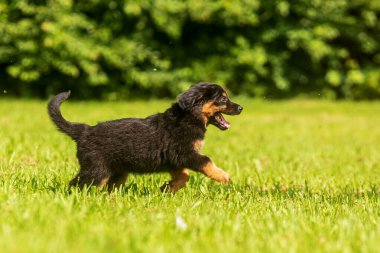 Köpek Hovawart altını ve siyah köpek yavrusu çimenlerde koşar.