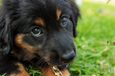 Köpek Hovawart altın ve siyah yavru köpek kafası oyuncağı ısırırken