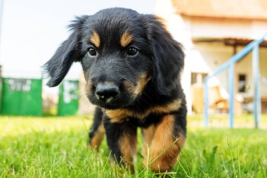 Erkek köpek Hovawart Gold ve siyah yavru merceğe yaklaşıyor.